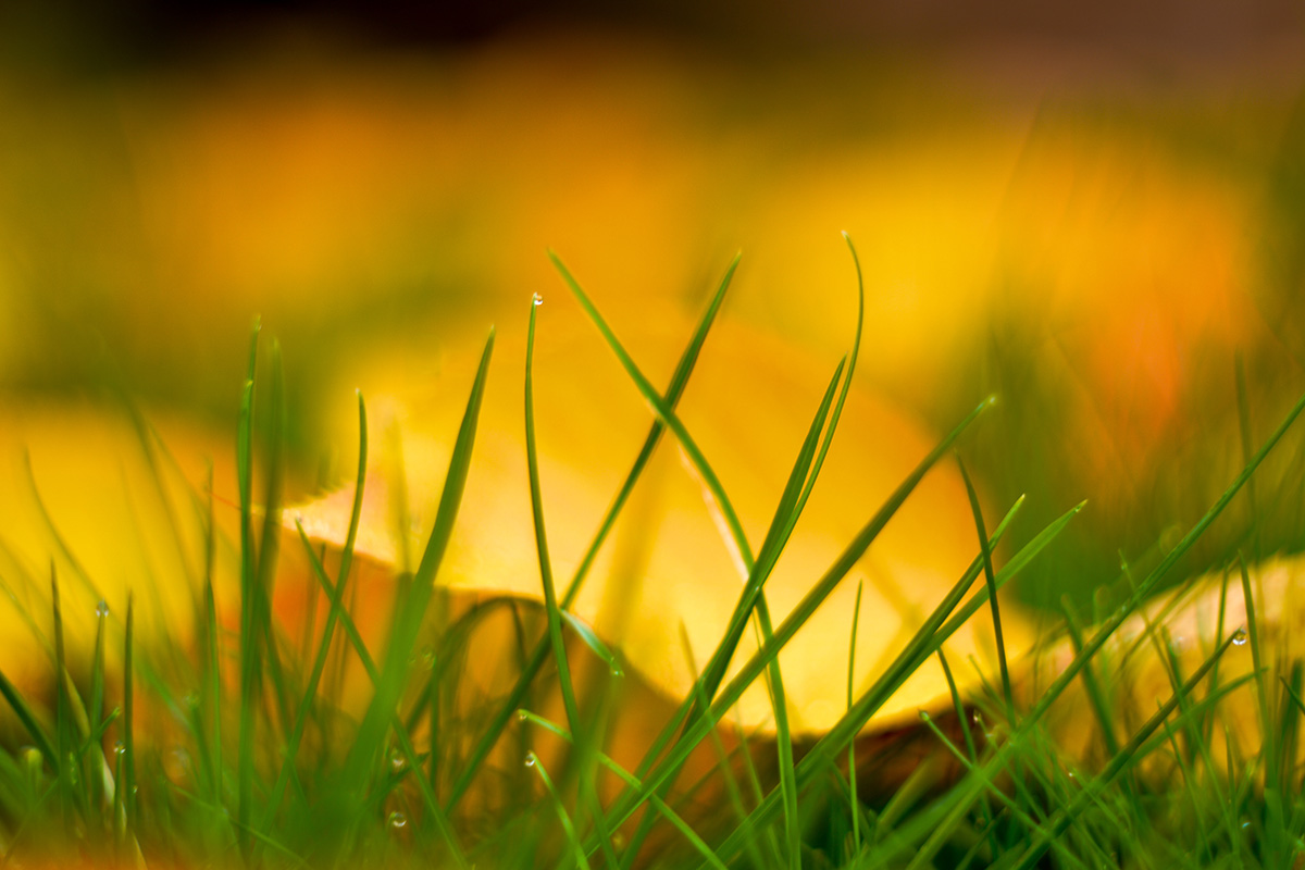 close up of wet grass