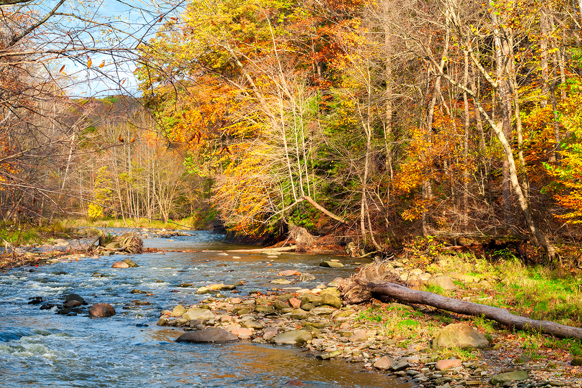 fall trees lining a brook